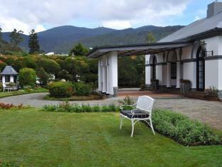 Royal Cocoon -